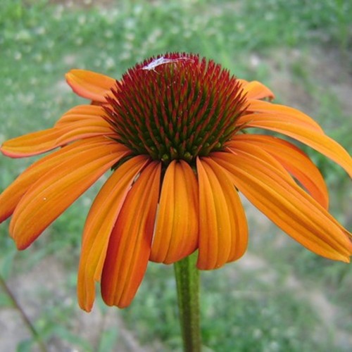 Echinacea purpurea 'Papallo® Classic Orange' - Punane siilkübar 'Papallo® Classic Orange' 